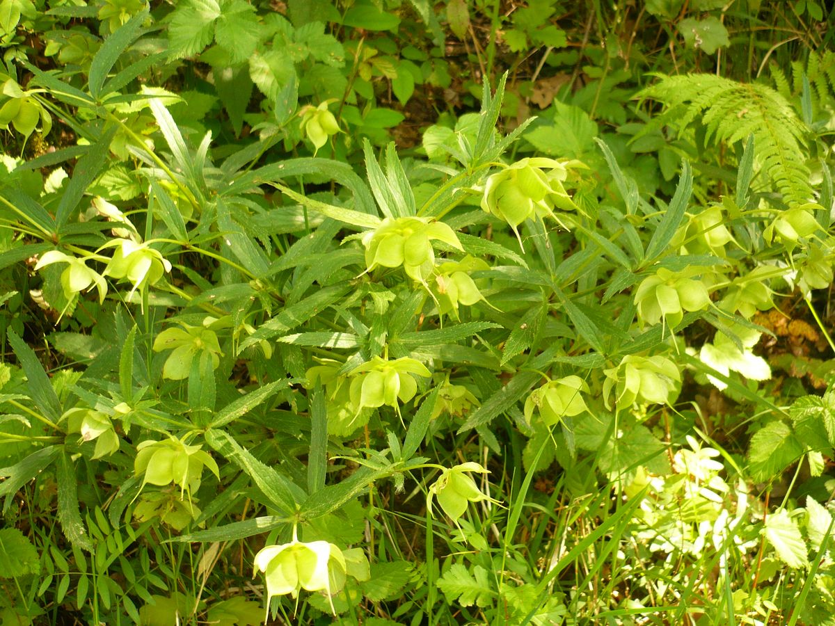 Helleborus viridis (Ranunculaceae)